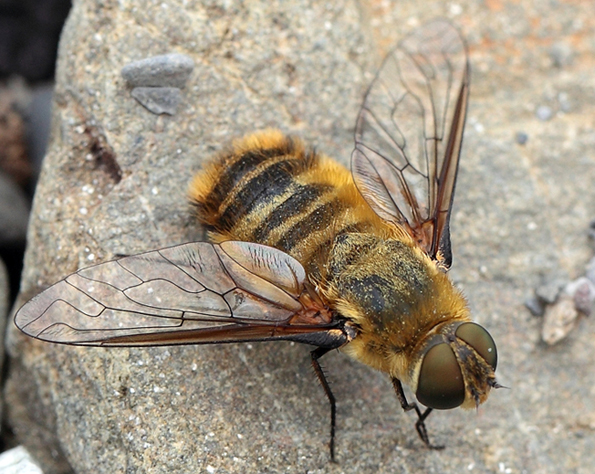 Villa sp. (Bombyliidae)